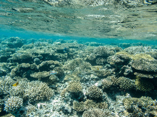 Naklejka na ściany i meble ein wunderschönes Korallenriff