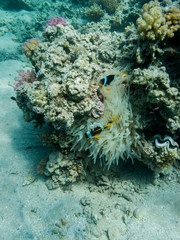 Fototapeta premium zwei Clarks Anemonenfische verstecken sich in einer Seeanemone