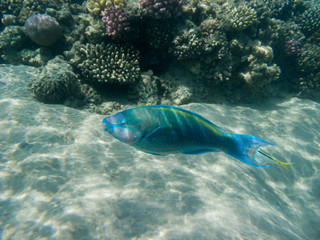 ein Papageifisch schwimmt in einem Korallenriff