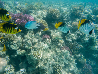 Obraz na płótnie Canvas zwei Keilfleck-Falterfisch und zwei Tabak-Falterfisch schwimmen in einem Korallenriff