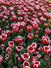 красно белые тюльпаны 