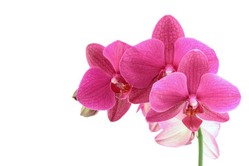Fototapeta na wymiar Phalaenopsis orchid flowers isolated on white