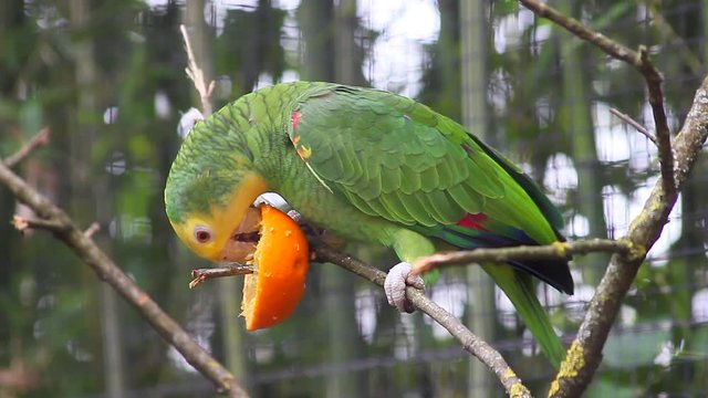 Cute Yellow-Headed Amazon Parrot Eating an Orange