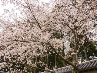 桜　醍醐寺