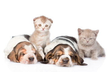 Obraz premium Two sleeping basset hound puppies with kittens. Focus on cat. is