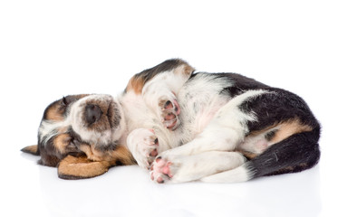 Funny sleeping Basset hound puppy. isolated on white background