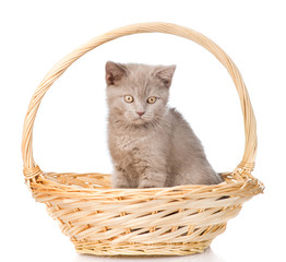 Fototapeta na wymiar Small kitten sitting in basket. isolated on white background