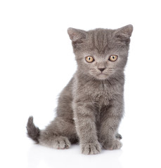 Portrait funny tiny gray kitten. isolated on white background