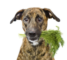 Dog holding dill in its mouth. isolated on white background