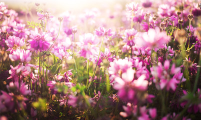 flower background