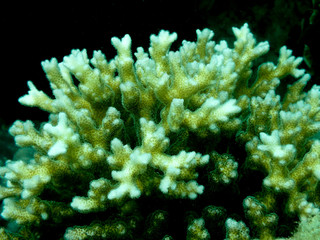 Underwater, Cauliflower coral