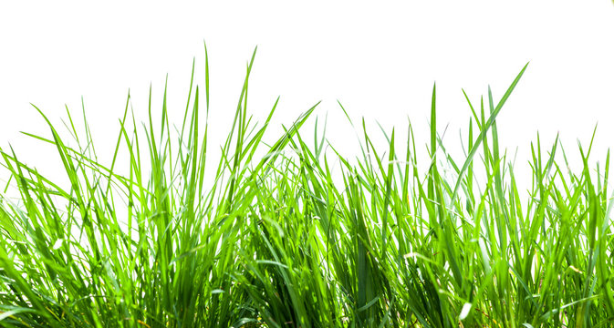 green grass isolated