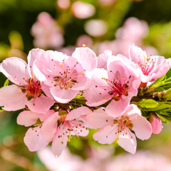 Rosa Blüten vom Pfirsichbaum