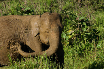 Elefant kühlt sich mit Schlamm