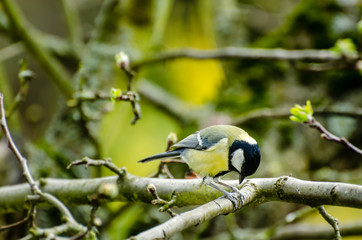 Naklejka premium Kohlmeise im Frühling