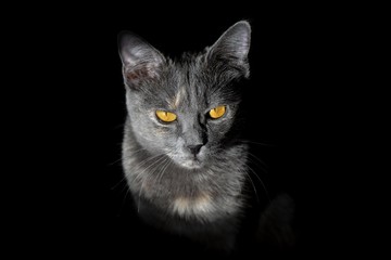 Obraz premium Angry cat