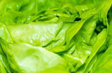 Fresh green lettuce salad background