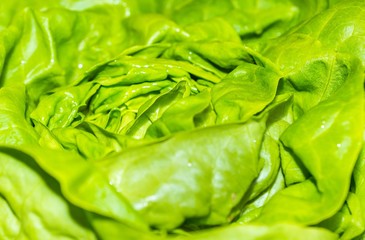 Fresh green lettuce salad background