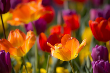 Beautiful orange, pink, yellow and red colored tulips in soft focus - vibrant colors - sunny bright scene