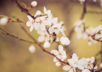 cherry tree flowers with bee