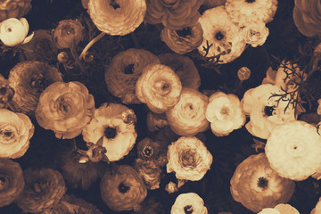 close up of red spring flowers. top view photo