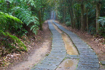 Wet trail leading deep into the jungle