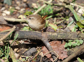Close up of a Wren