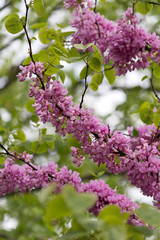 Obraz premium Beautiful pink purple Judas tree blossom branches with soft bokeh