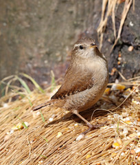 Close up of a Wren