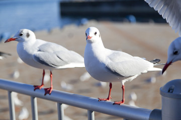 Seagulls at a harbor in Kobe, Japan