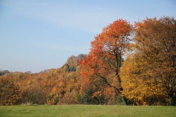Wiese am Waldrand mit bunten Blättern im Herbst