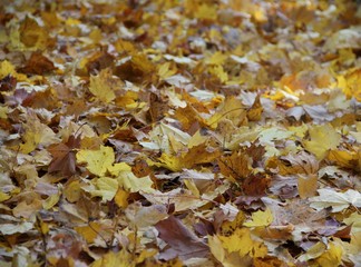 Bunte Blätter im Herbst
