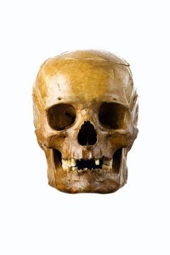 skull isolated on white