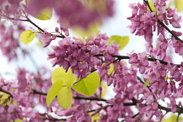 Beautiful pink purple Judas tree blossom branches with soft bokeh