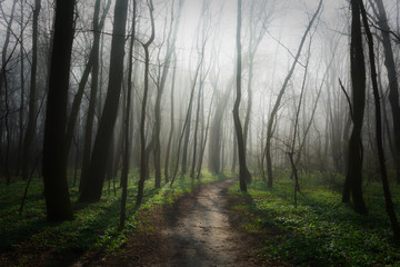 Obraz premium Schwechat-Au