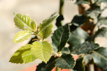 Young cork oak leaves/Young leaves of an oak tree grown in a vase