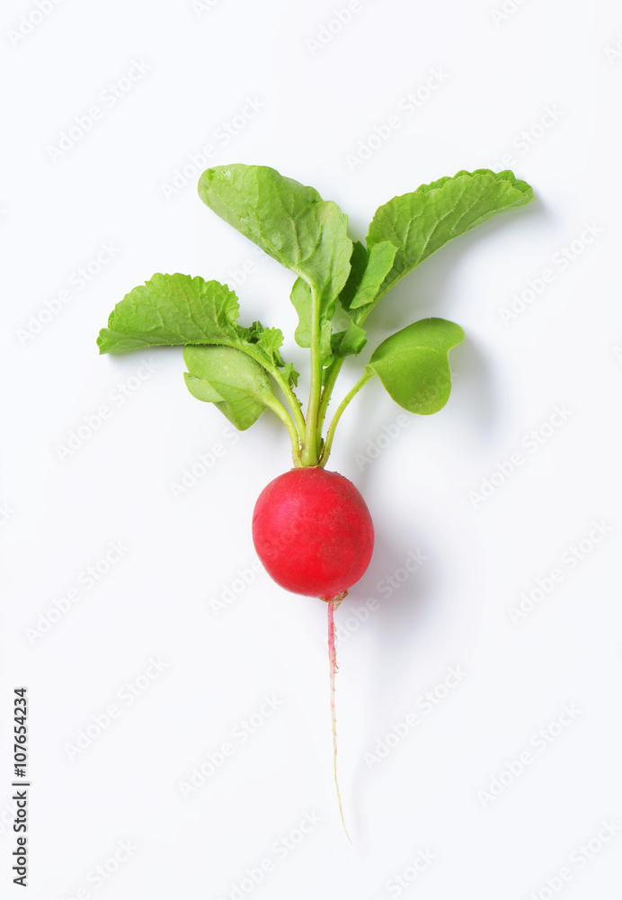 Wall mural fresh red radish