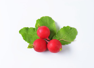 Fresh red radishes