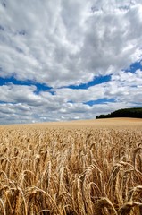Reifes Getreide unterm Wolkenhimmel, Hochformat