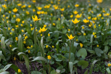 Blooming buttercups. Spring. Ukraine
