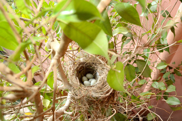 Sparrow eggs/Little sparrow eggs in a nest