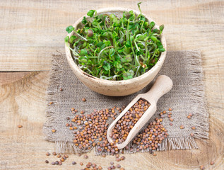 Fresh radish sprouts on a wooden background.