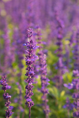 lavender flowers field