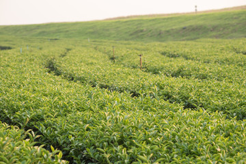 Tea plantation and sunset