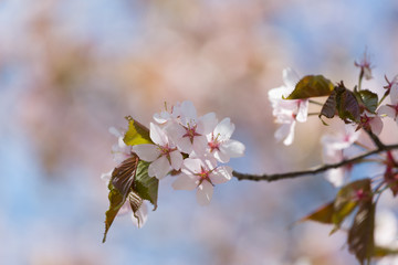 Spring time, blooming of cherry tree in the garden