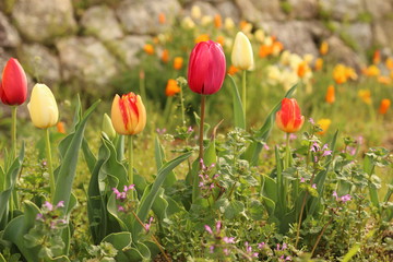 花壇のチューリップ