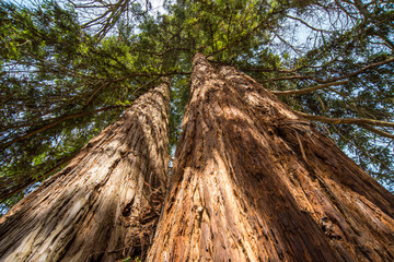 Il tronco maestoso di una quercia