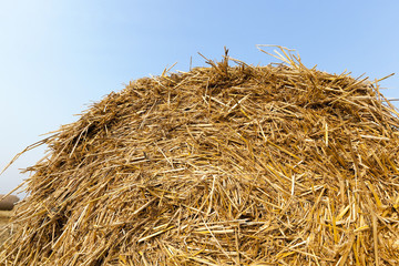 stack of straw in the field  