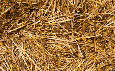 cereal farming field  