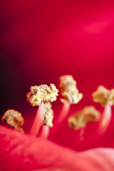 red amaryllis macro_vertical